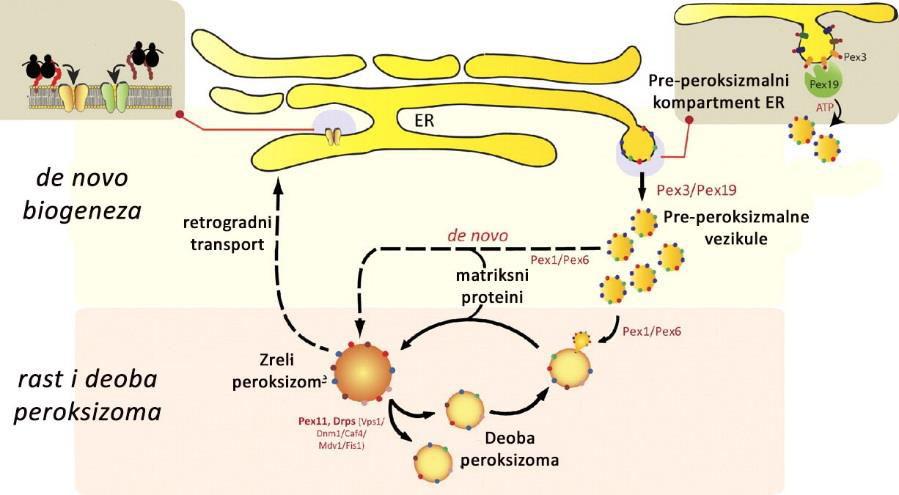Biogeneza peroksizoma Proteini matriksa peroksizoma će biti sintetisani na citoplazmatskim ribozomima, dok će najveći deo proteina membrane peroksizoma biti sintetisan na grer.