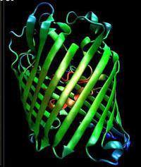 Spoljašnja mitohondrijalna membrana *Bez većih ubora *Velika propustljivost (PORINI) *Slični proteini