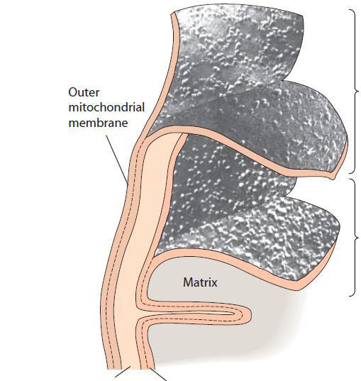 Freeze-fracture SMM Spoljašnja mitohondrijalna membrana