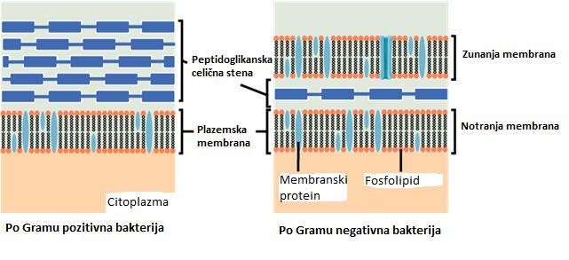 4.2 BAKTERIJSKA CELIČNA STENA IN SINTEZA PEPTIDGLIKANA Bakterijska celična stena je sestavljena iz peptidoglikana, ki daje celici trdnost, obliko in zaščito pred škodljivimi zunanjimi vplivi.