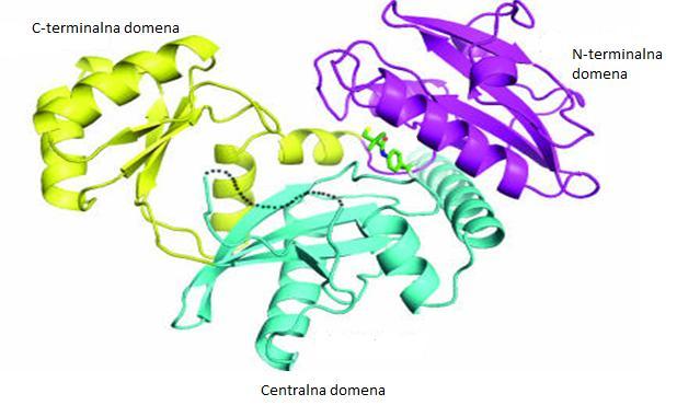 Slika 7: Shematični prikaz kristalne strukture encima Ddl izoliranega iz bakterije Staphylococcus aureus z vezanim alosteričnim zaviralcem. 4.