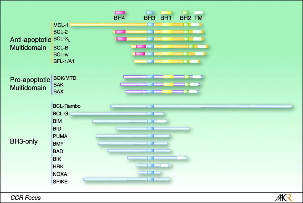 BCL-2 FAMILY FROTEINS Classification according to the presence of conserved domains.