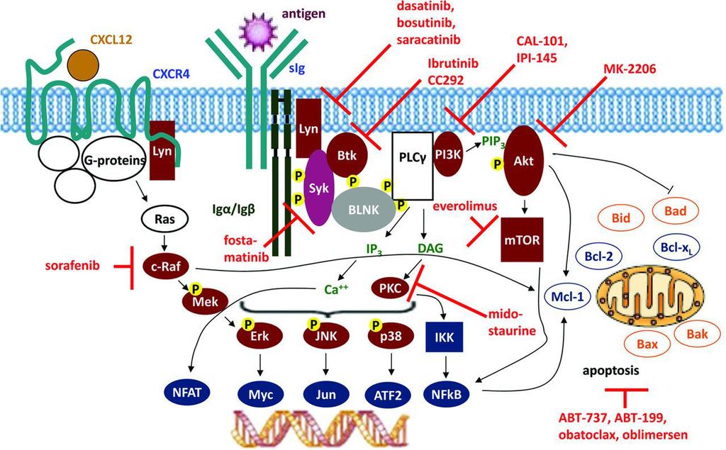 Targeting of BCR signaling as a therapeutic strategy in CLL.