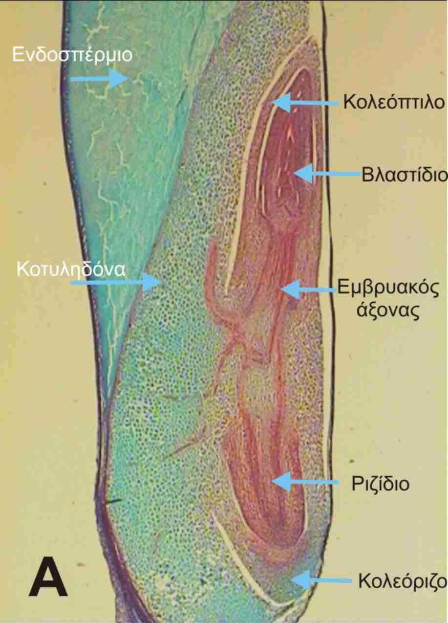 φυτού, του καλαμποκιού (Zea mays).