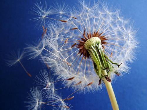 Taraxacum