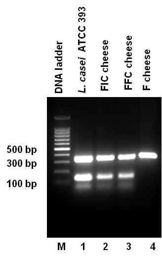 Προβιοτικά Γαλακτοκομικά Προϊόντα Ακινητοποίηση L. casei ATCC 393 σε πρωτεΐνη τυρογάλακτος για παραγωγή προβιοτικού τυριού τύπου φέτας (Dimitrellou et al., 2014) Μοριακή ταυτοποίηση L.