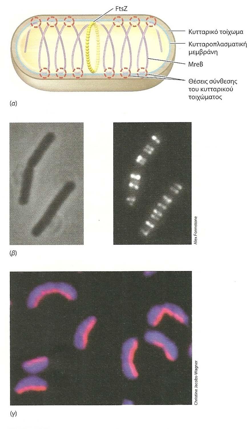 Σχ.111. Η πρωτείνη MreB και η κρεσκεντίνη ως παράγοντες που καθορίζουν την κυτταρική μορφολογία.