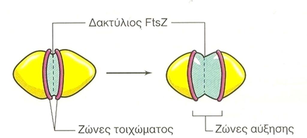 Σύνθεση πεπτιδογλυκάνης και κυτταρική διαίρεση Όταν ένα κύτταρο μεγενθύνεται πριν την κυτταρική διαίρεση, συντίθεται νέο κυτταρικό τοίχωμα που προστίθεται στο προϋπάρχον, χωρίς να διαταράσσεται η