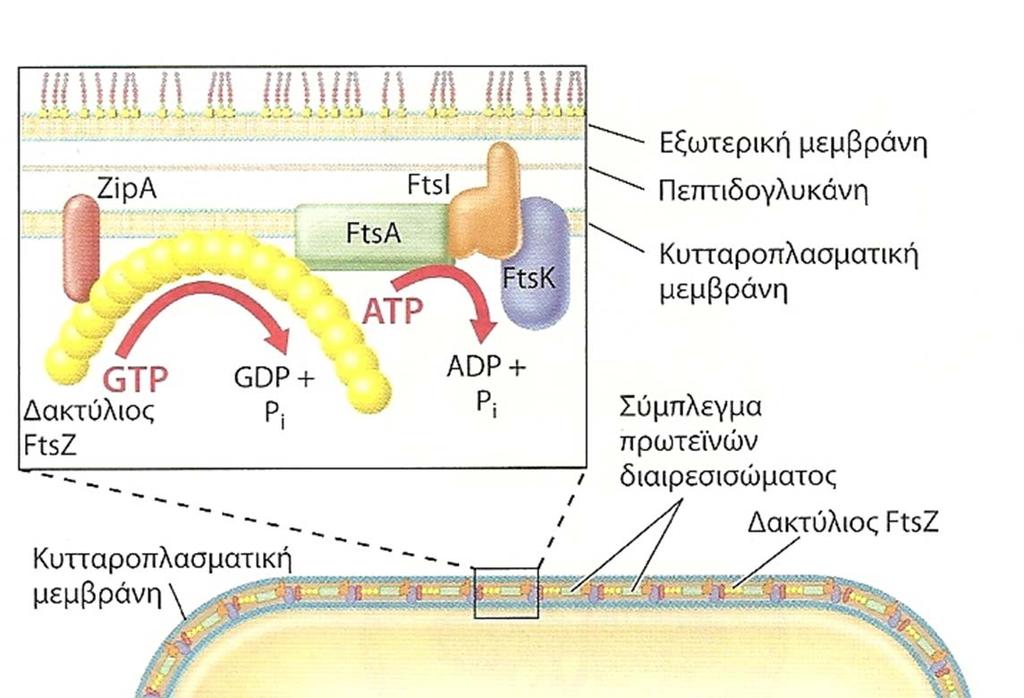 Σχ.109. Ο δακτύλιος FtsZ και η κυτταρική διαίρεση.