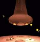 potential in the striatum following nicotine