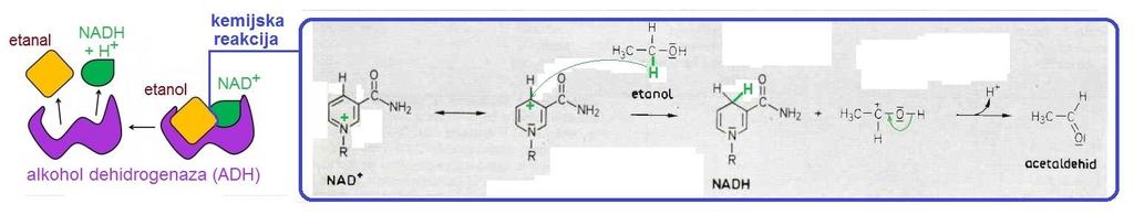 Shematski prikaz enzimske oksidacije etanola u etanal i mehanizam kemijske reakcije Kofaktori koji prenose atom vodika ili elektrone - kofaktori enzima oksidoreduktaza (enzima odgovornih za redoks