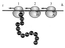 Θέμα Δ: Στην Εικόνα 2 απεικονίζεται ένα πολύσωμα στο οποίο έχουν προσαρτηθεί τα ριβοσώματα 1, 2 και 3 κινούμενα με κατεύθυνση από τα δεξιά προς τα αριστερά.
