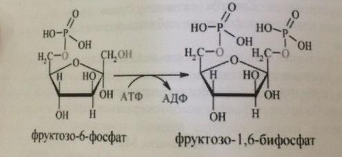 АТФ-ты ң көмегімен фруктоза тағы фосфорланады.