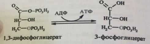 Бірінші субстратты қ фосфорлану. 3-ФГА-дан гликолизді ң 2-сатысы басталып, 3-фосфоглицерин қышқылымен аяқталады. Альдегидті ң қышқылға дейін тотығуы энергия бөлінумен байланысты.