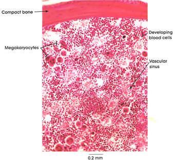 Μυελός των Οστών (ΜτΟ) Δικτυωτός συνδετικός ιστός σε πυκνό πλέγμα («σύμπλεγμα σπηλαίων») Δικτυωτά κύτταρα: ινοβλάστες που καλύπτουν το πλέγμα Μέσα στο πλέγμα βρίσκονται αιμοκύτταρα σε όλα