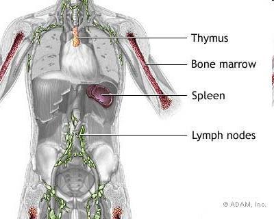 Λεμφικό Σύστημα Το δίκτυο αγγείων του οργανισμού που άγει το επιπλέον υγρό των ιστών, από τον χώρο των ιστών προς τη κυκλοφορία του αίματος Από