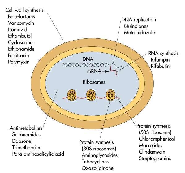Στόχοι δράσης των αντιβιοτικών Σύνθεση Κυτταρικού τοιχώματος Πολλαπλασιασμός βακτηριακού DNA RNA