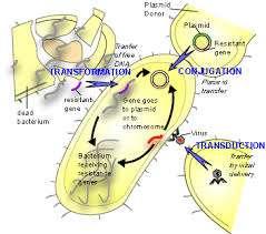 Γενετικοί μηχανισμοί επίκτητης αντοχής Απόκτηση εξωγενούς γενετικού υλικού από άλλα βακτήρια - οριζόντια μεταβίβαση