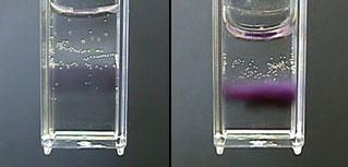 Δοκιμή Molisch (παρουσία υδατανθράκων) Αντίδραση D- γλυκόζης Πειραματική πορεία Διαλύουμε 10 mg δείγματος σε 1 ml νερό.
