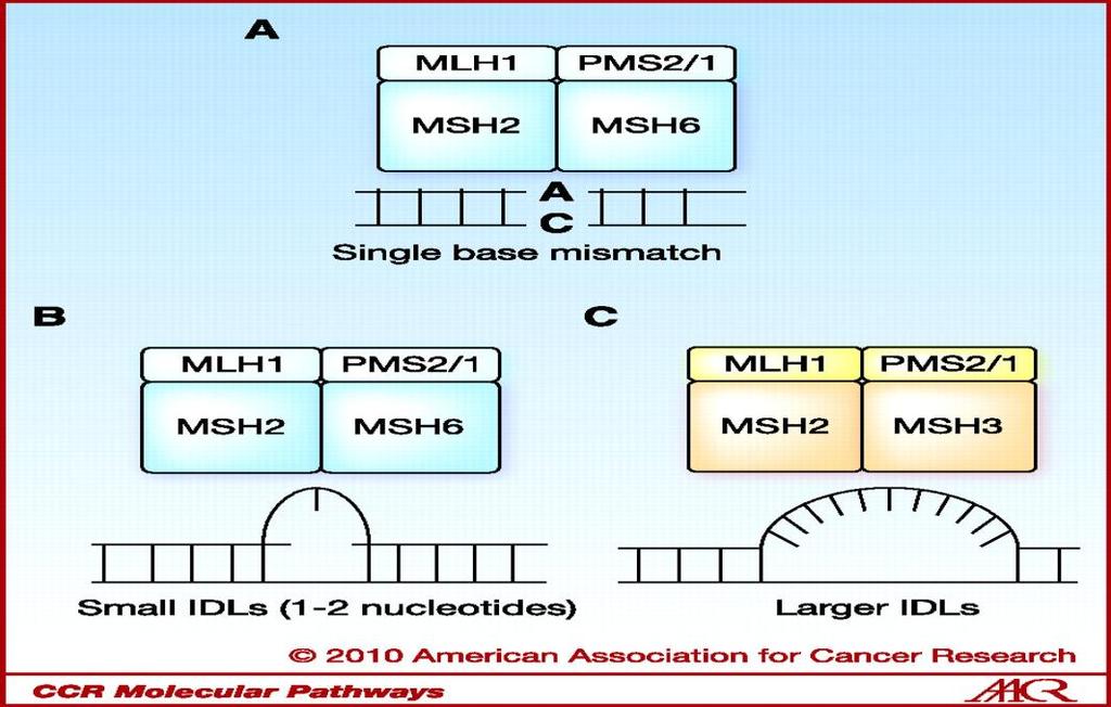 53 Το MMR γενικά απαιτεί δυο βασικά αναγνωριστικά βήματα: 1. Την αναγνώριση της βλάβης και 2. Την αναγνώριση της DNA αλυσίδας στόχου.
