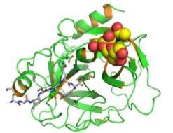 Ειδικό Προστατικό Αντιγόνο - PSA Καλλικρείνη-3 η γ-σερινοπρωτείνη Εκκρίνεται από τα επιθηλιακά κύτταρα των κυψελίδων και