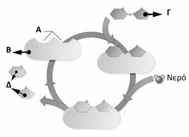 ΘΕΜΑ Δ: Το ακόλουθο σχήμα απεικονίζει μια ενζυμική αντίδραση κατά την οποία το υπόστρωμα ενός ενζύμου, μετά τη σύνδεσή του με το ένζυμο, διασπάται ώστε να προκύψουν τα προϊόντα της αντίδρασης.