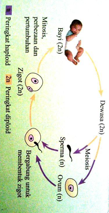 organisma matang Pembiakan seks proses meiosis - Gamet