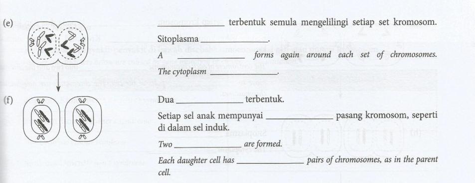 Membran nukleus Membran nukleus membahagi Sel anak dua Ialah proses pembahagian sel yang menghasilkan 4 sel anak Sel anak @ gamet berbeza secara genetik meiosis