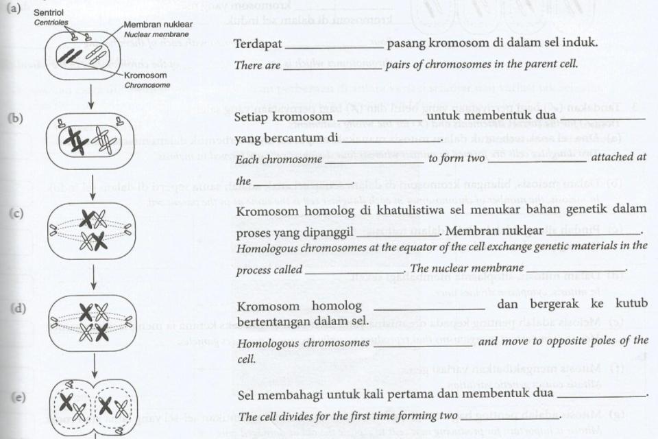 Meiosis I ( a-e) Dua mengganda sentromer kromatid Pindah silang hilang berpisah Sel