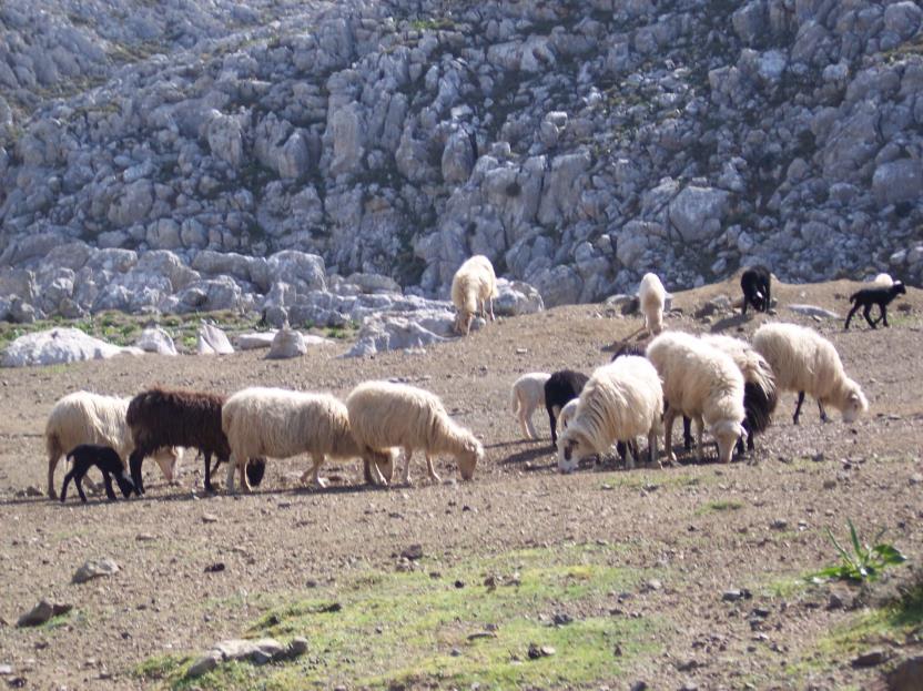 ΤΟ