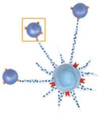 Ενεργό T- κύτταρο ΕΓΧΥΣΗ ΑΣΘΕΝΟΥΣ Τα T-κύτταρα
