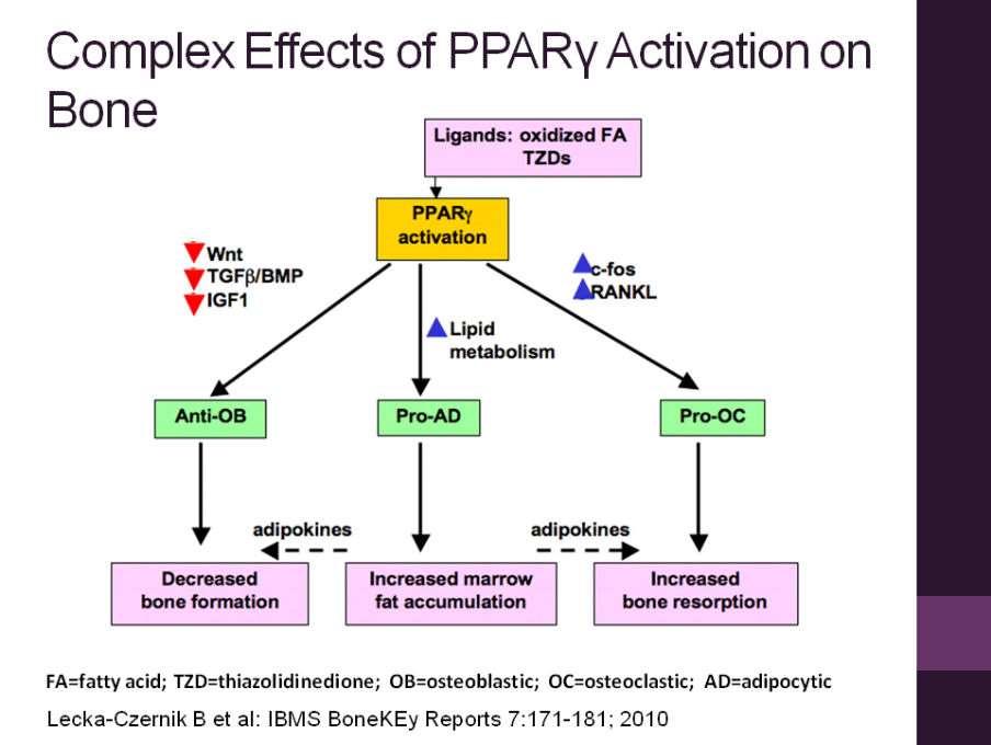 ΠΟΛΥΠΛΟΚΕΣ ΔΡΑΣΕΙΣ ΤΩΝ PPAR-γ ενεργοποιητών στο οστεοκύτταρο