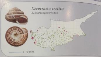 Τα περισσότερα είδη τρέφονται με φυτά, κυρίως φρέσκα φύλλα, άλλα με λειχήνες, ενώ άλλα σηπόμενη τροφή για πολλά ζώα, πουλιά, ερπετά, αμφίβια, θηλαστικά και αρθρόποδα (Βαρδινογιάννη, Δημητρόπουλος και