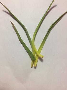 Nigricans