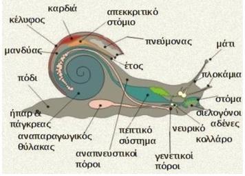 1.2.2. Αναπαραγωγικό σύστημα Τα πλείστα χερσαία σαλιγκάρια είναι ερμαφρόδιτα και το αναπαραγωγικό τους σύστημα είναι αρκετά περίπλοκο (σχήμα, Βαρδινογιάννη, Δημητρόπουλος και Μυλωνάς, 2015).