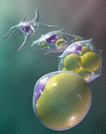 TARGET OF CAVITATION: HYPERTROPHIC ADIPOCYTES THE VOLUME OF ADIPOCYTES IS A DETERMINANT FACTOR, BEING