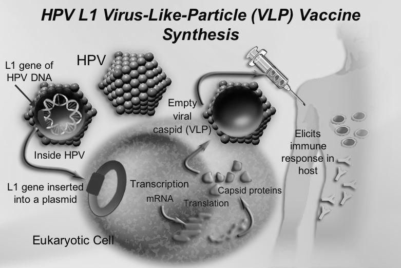 HPV τύποι 6,11,16,18 Περισσότερο από 80% των λοιμώξεων με HPV είναι παροδικές,