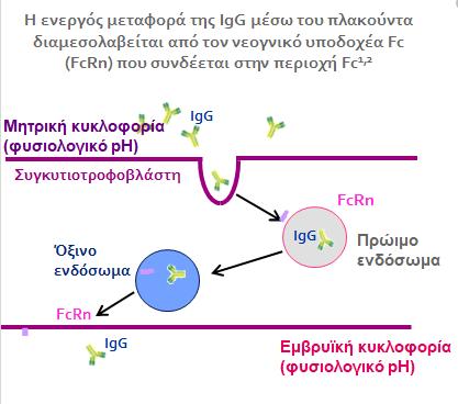 Μεταφορά αντισωμάτων μέσω του πλακούντα Διαπλακουντιακή μεταφορά IgG αντισωμάτων έναρξη μετά το 1 ο τρίμηνο εγκυμοσύνης κυρίως στο 3 ο τρίμηνο Λόγω του