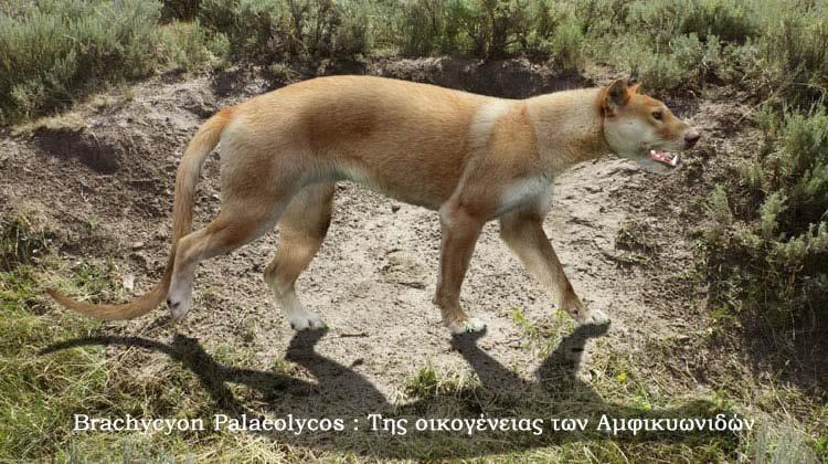 και ή ομάδα αυτή (των κρεόδοντων) είναι μια πολυφυλετική ομάδα και θεωρούνται (από