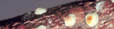 Pseudaulacaspis pentagona (Hemiptera: Diaspididae) άσπρη ψώρα της ροδακινιάς, ταραμάς, βαμβακάδα ροδακινιάς και μουριάς