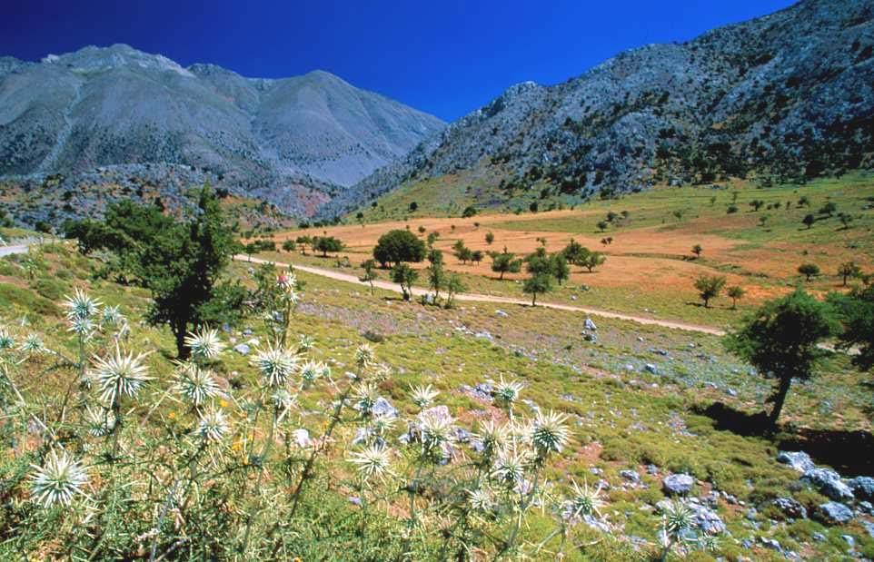 Σε γενικές γραμμές η ορεινή κρητική πανίδα προϊόν κυρίως βικαριανιστικών συμβάντων στα πεδινά και ειδικά στις παραλίες κυριαρ μετανάστες (ενεργητικής ή παθητικής διασπο απ ολόκληρη την ανατολική