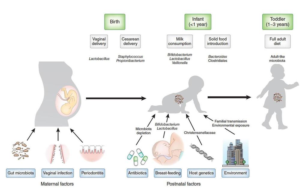 Παράγοντες που επηρεάζουν το μικροβίωμα του βρέφους Σταθεροποιείται μετά τα