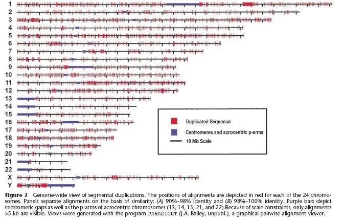 Genome wide Low copy repeats (segmental duplications) 5% του ανθρωπίνου γονιδιώματος βρίσκεται σε πολλαπλά αντίγραφα Τμήματα DNA μεγέθους >1