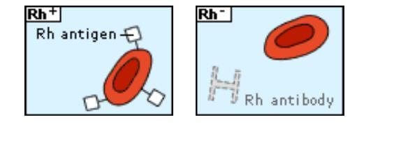 Παραγοντας rhesus 49 Τα ερυθρα αιμοσφαίρια είναι Rh+