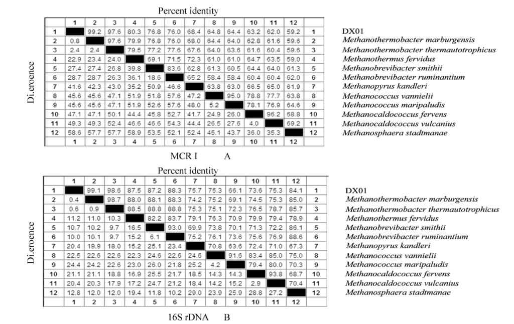 800 32 Fig. 2 2 M I Alignment of the methyl - coenzyme M reductase I gamma subunit protein sequences A DX01 B DX01 MCR I mrna MCR I mrna 16S mrna MCR I mrna 65 MCR I mrna 1 ± SEM A Growth curve of M.