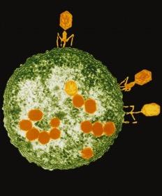 Viruses Viruses are the smallest of all the microbes. They are said to be so small that 500 million rhinoviruses (which cause the common cold) could fit on to the head of a pin.