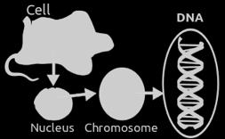 ΓΕΝΕΤΙΚΟ ΥΛΙΚΟ ΠΡΟΚΑΡΥΩΤΙΚΑ Το γενετικό υλικό των προκαρυωτικών κυπάρων είναι ένα δίκλωνο κυκλικό µόριο DNA µήκους περίπου 1 mm.