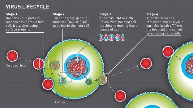 Ιοί Κύκλος ζωής 1. ΠΡΟΣΡΟΦΗΣΗ: Ο ιός προσεγγίζει το κύτταρο 2. ΔΙΕΙΣΔΥΣΗ: Ο ιός προσκολάται στο κύτταρο και απελευθερώνει γενετικό υλικό µέσα σε αυτό. Το καψίδιο του ιού παραµένει έξω απο το κύτταρο.