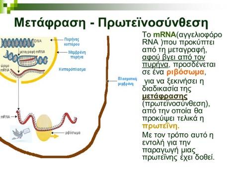 ΓΟΝΙΔΙΑΚΗ