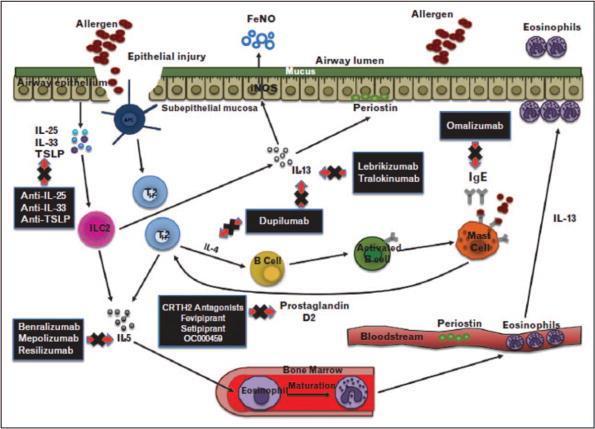 Clin Immunol 2017 Humbert M